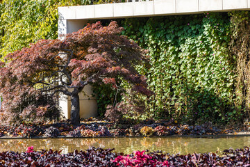 Stylized Japanese courtyard. Japanese maples Acer palmatum with red foliage on shore of pond. Geometric pattern of decorative wall. Public Landscape Park. Krasnodar, Russia - October 21, 2021 - obrazy, fototapety, plakaty
