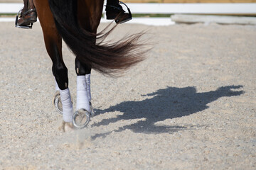 Legs of a dressage horse in action. 