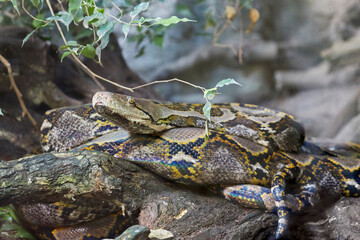 Beautiful reticulated python in jungle, closeup.