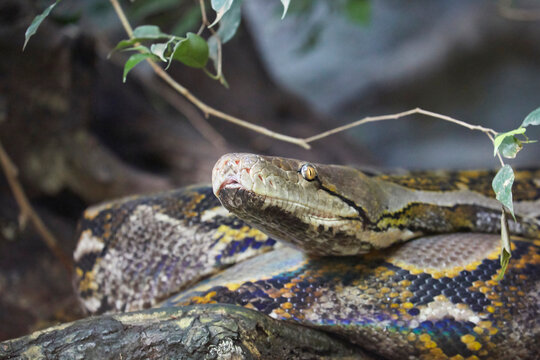 Beautiful reticulated python in jungle, closeup.