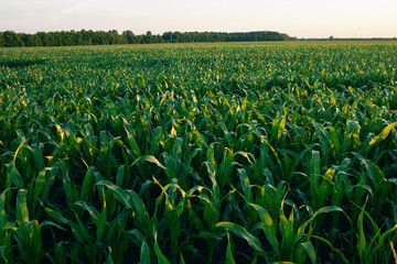 Sunset over the field of maize also known as corn is a cereal grain which has become a staple food in many parts of the world with the total production of surpassing that of wheat or rice