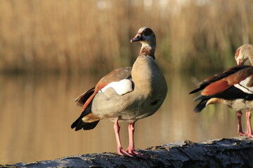 Nilgans (Alopochen aegyptiaca)