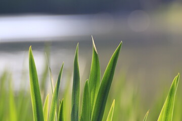 Pflanze grün (Plantae)