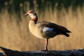 Nilgans (Alopochen aegyptiaca)