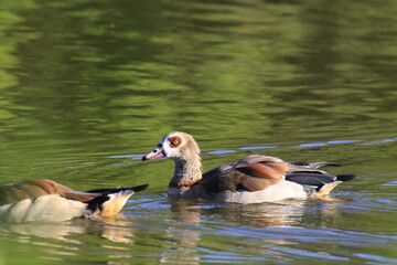 Nilgans (Alopochen aegyptiaca)