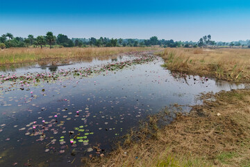 Beautiful water lilies are floating in a pond, Nymphaeaceae flowering plants, Indian rural landscape. Image shot at Purulia, West Bengal, India .