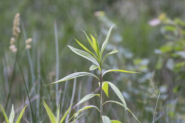 Pflanze grün (Plantae)