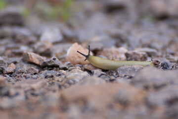 Nacktschnecke