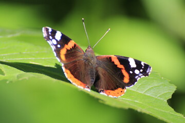 Admiral (Vanessa atalanta)