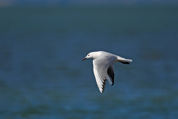 Fototapeta na wymiar Slender-billed gull // Dünnschnabelmöwe (Chroicocephalus genei) - Greece // Griechenland