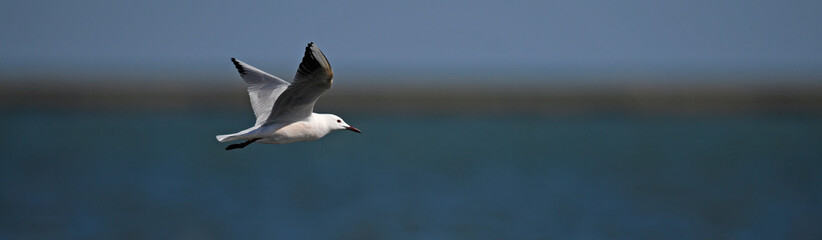 Slender-billed gull // Dünnschnabelmöwe (Chroicocephalus genei) - Greece // Griechenland