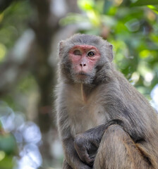 Naklejka na ściany i meble Portrait of Rhesus macaques monkey. this photo was taken from Sundarbans, Bangladesh.