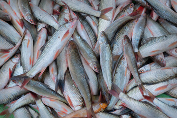 Fototapeta premium Labeo bata, commonly known as bata fish, displayed for sale at Territy Bazar, Kolkata, West Bengal, India..