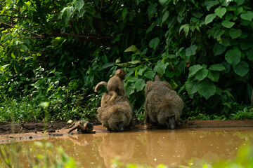 Drinking apes, baboon baby sitting on its mother