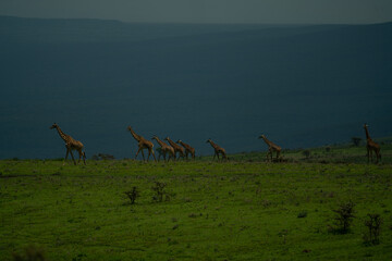 herd of giraffes running in african serengeti