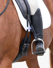 Leg of dressage rider mounted on a horse. 