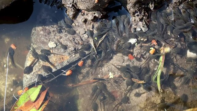 Cluster of Tadpoles Wriggling and Swimming Together in a Pond, County Wicklow