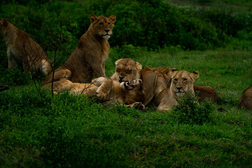 Fototapeta na wymiar lion pack fighting in african serengeti 