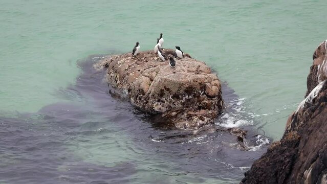 Guillemot Flying off Rock and Swimming in Sea with Other Guillemots and Razorblls, Ireland