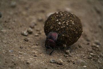dung beetle rolling dung across african serengeti