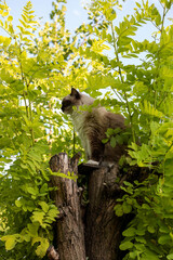 Fluffy cat on the top of false acacia tree in garden. Ragdoll seal mitted (rag n 04) purebred adult cat.
