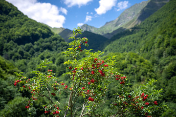 Fototapeta na wymiar red elderberry tree in the mountain