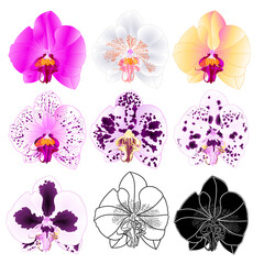 Orchid Phalaenopsis various colours natural, outline, silhouette,flower thirteen on a white background vintage vector editable illustration hand draw