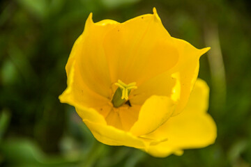 a yellow tulips head