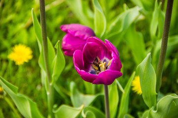 a bee on purple tulips head