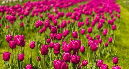 a field of purple tulips