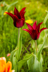 a two purple tulips heads