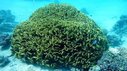 Beautiful coral reefs of the Red Sea.
