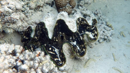 Rugose giant clam. Molluscs, type Mollusca. Bivalve mollusks. Family Tridacnidae - Tridacnidae. Large tridacna.