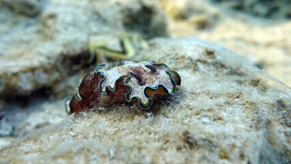 Glossodoris cincta (Lat) 
Nudibranch mollusk. Banded glossodoris
Margin glossodoris .
