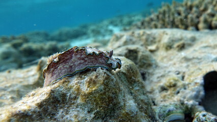 Glossodoris cincta (Lat) 
Nudibranch mollusk. Banded glossodoris
Margin glossodoris .
