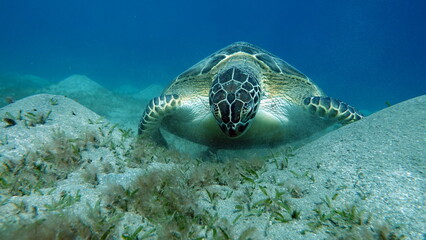 Fototapeta premium Big Green turtle on the reefs of the Red Sea.