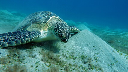 Obraz premium Big Green turtle on the reefs of the Red Sea.