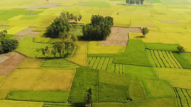 Paddy, rice field