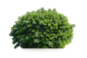 green bush isolated on white background.	