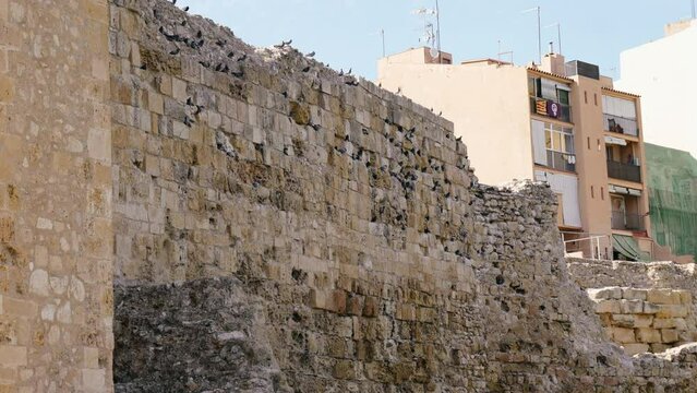 Pigeons Perching On the Roman Circus wall in Tarragona, Costa Dorada, Catalonia, Spain