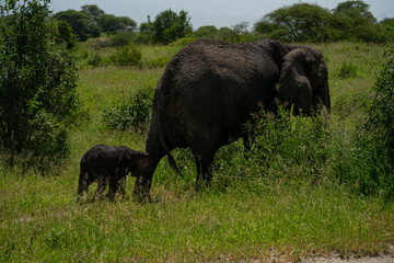 baby elephant walking with its mother in african serengeti 