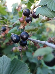 currant berries