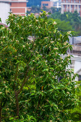 A blooming and lush magnolia tree