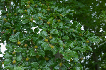 Beech nuts starting to develop on the tree