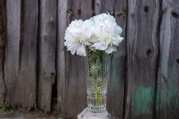 Peonies, bright beautiful flowers close-up. A peony flower in a crystal vase on the background of old wooden boards.