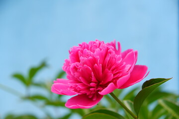 Peonies, bright beautiful flowers close-up. A peony flower in a crystal vase on the background of old wooden boards.