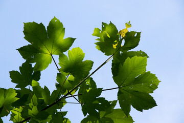 Green Leaves