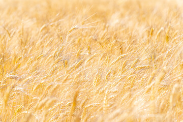 Close up of ripening rye ears. Field of rye in a summer day. Sunrise or sunset time. Texture, Agricultural concept, Slovakia, Europe