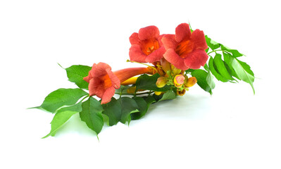 Red flowers and green leaves isolated on white background. Campsis (trumpet creeper, trumpet vine).
