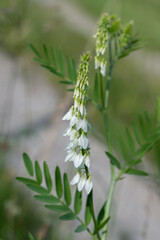 Inflorescence of goat's rute (Galega officinalis).